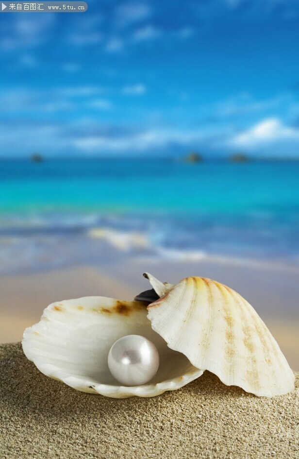 沙滩上珍珠贝壳图片