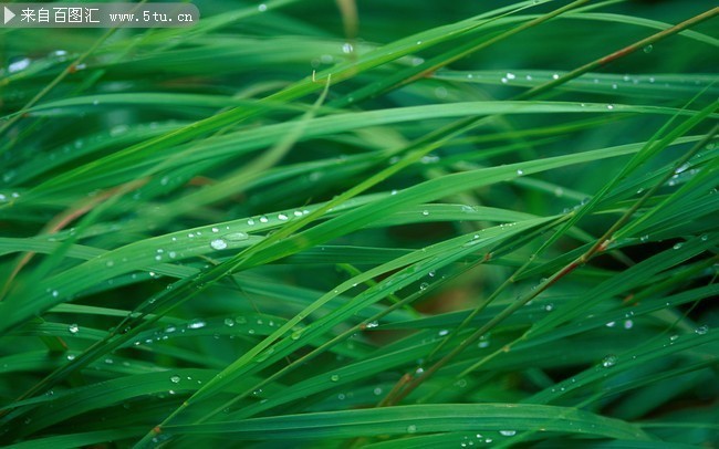 雨后绿叶图片下载