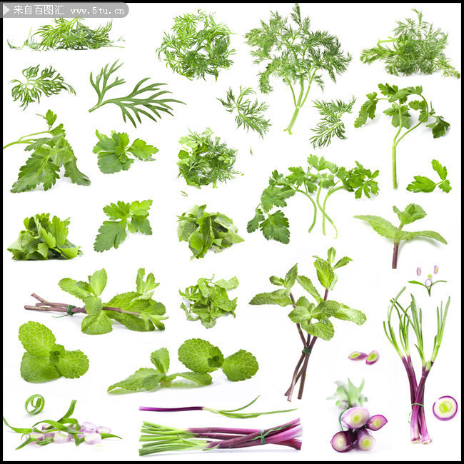 绿叶蔬菜图片