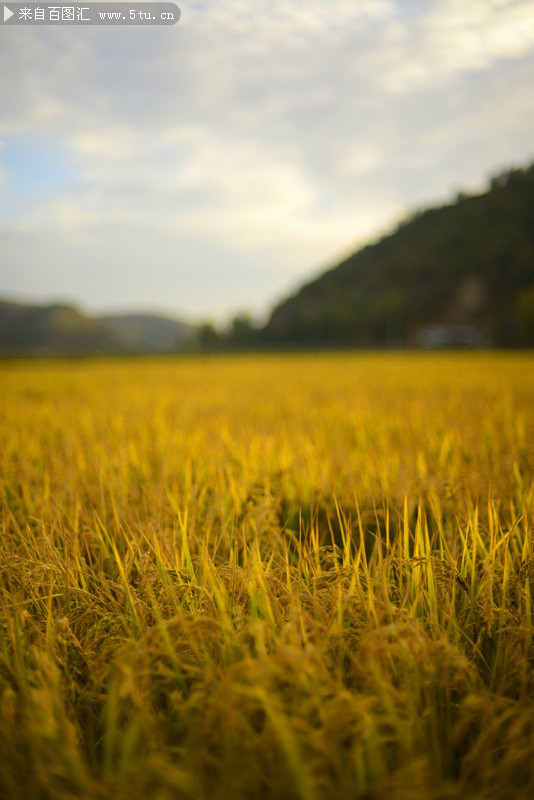 金色稻子摄影图片-图片库-百图汇素材网