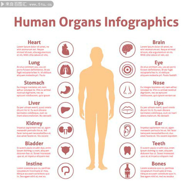 英文版人体器官图解