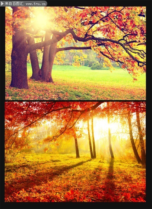 秋天枫树林风景