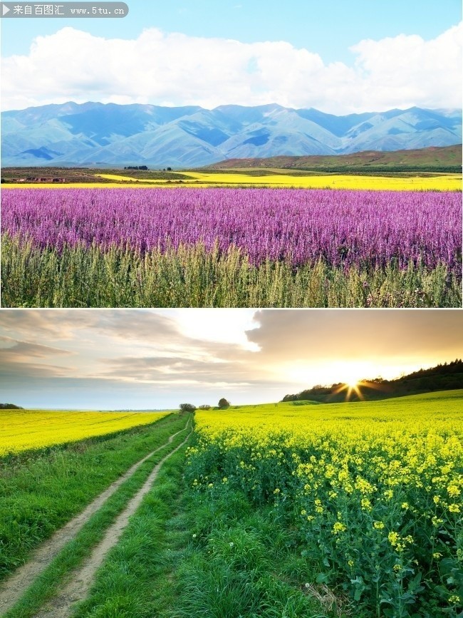 唯美油菜花花海风景