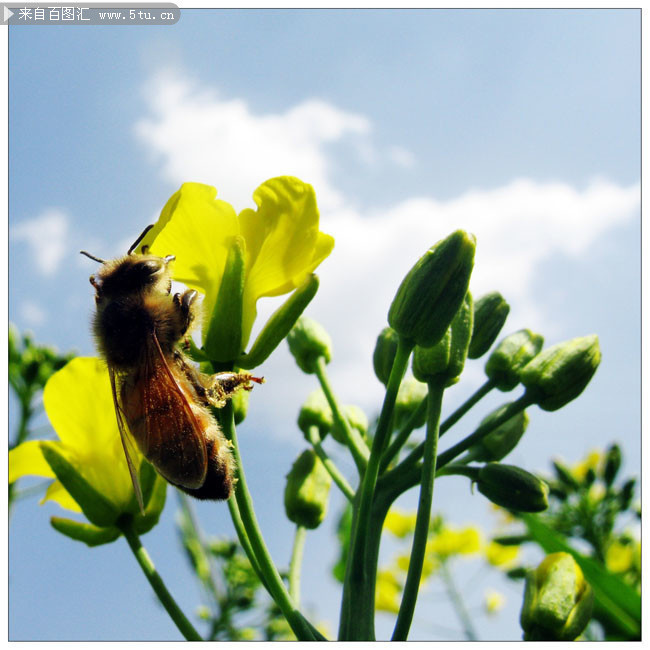 特写蜜蜂采蜜照片