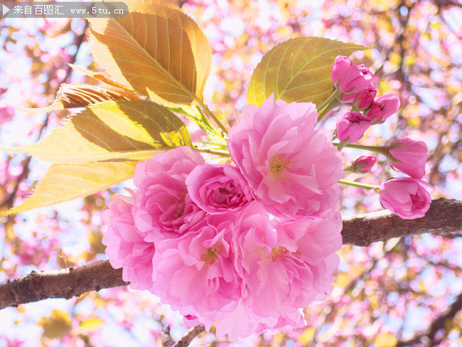 桃花特写图片下载