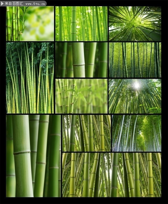 翠绿的竹林高清图片
