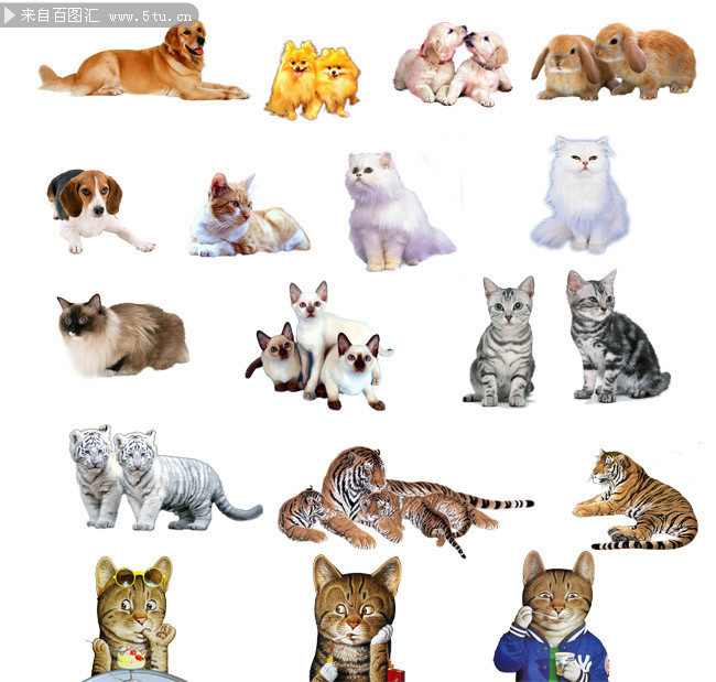 猫狗老虎动物图片