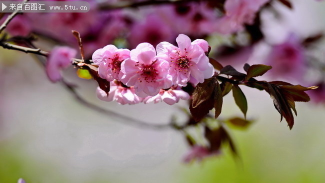 樱花特写图片