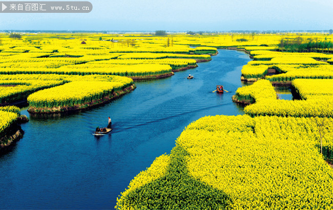 油菜花花海高清图片