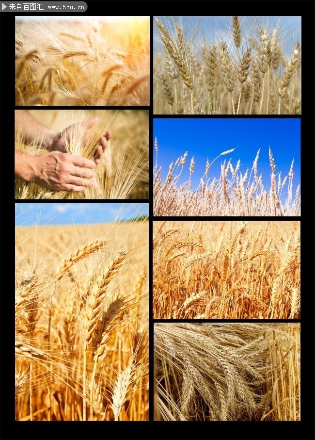 高清金色麦子图片