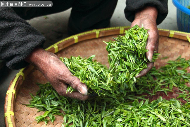 采摘下来的新鲜茶叶