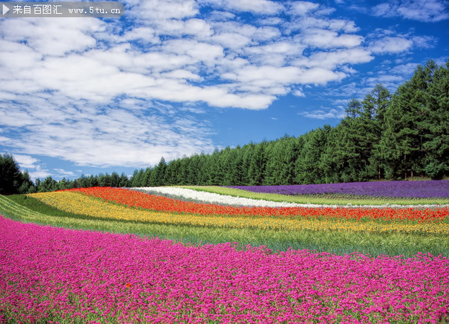 花海风景高清图片素材