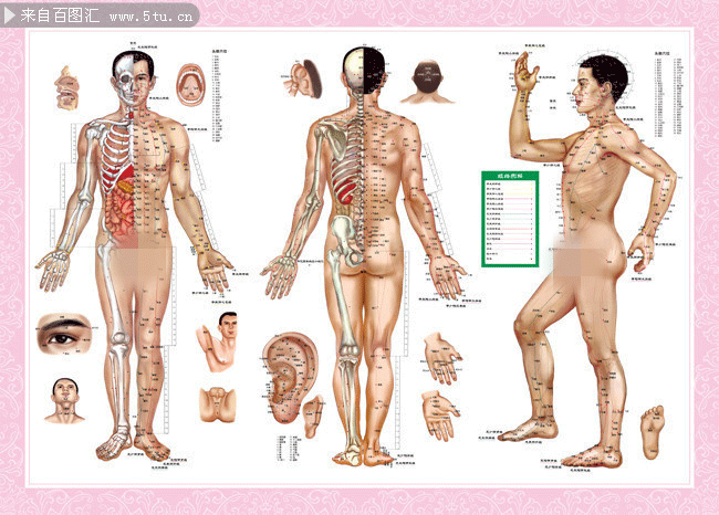 男性养生经络穴位图高清图片素材