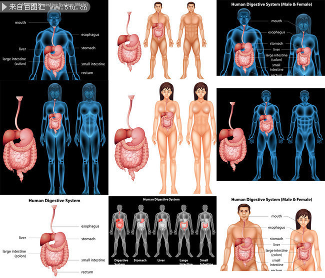 人体消化系统剖面图矢量素材
