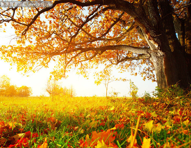 秋天大树唯美风景图片素材