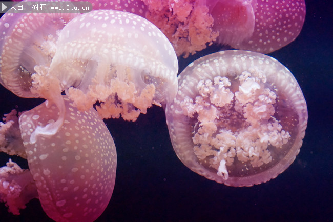 水母海底生物摄影图片高清