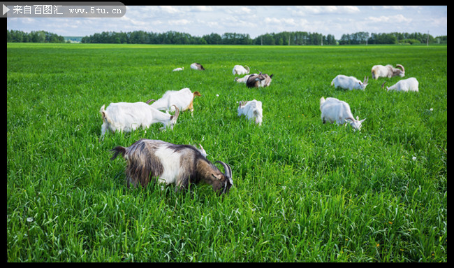 草原上的山羊摄影图片