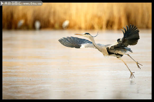 湖面上的飞舞的丹顶鹤飞鸟图片
