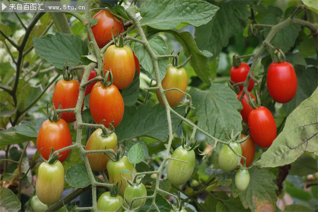 樱桃番茄有机蔬菜高清图片素材
