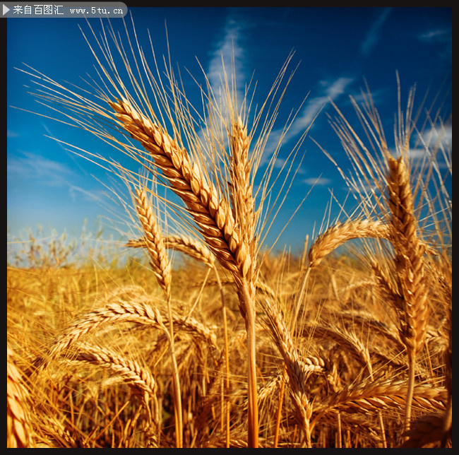 金色麦穗风景图片素材