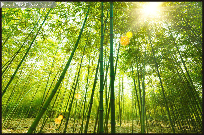 竹林风景图片下载