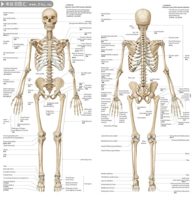 中英文骨骼挂图图片