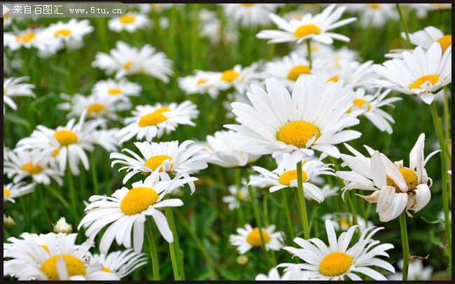 白色小雏菊鲜花图片素材