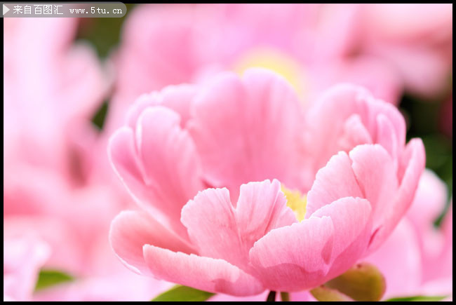 唯美粉色桃花鲜花背景图片素材