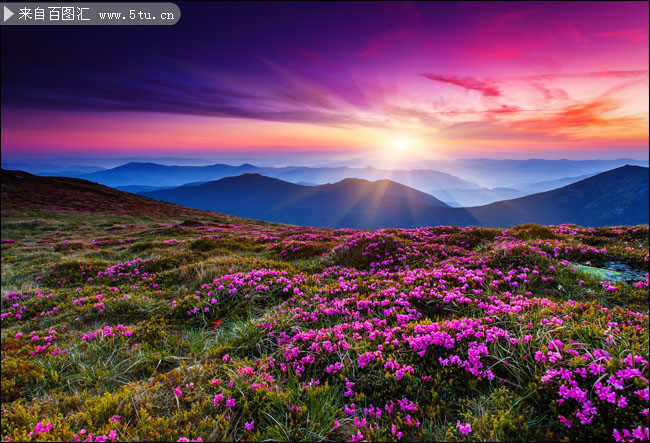 山坡上的花海风景图片素材