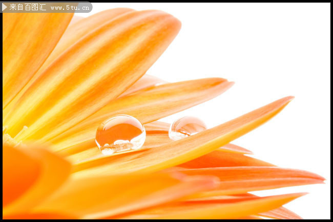 橙色花朵和水珠高清摄影图片