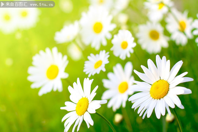 白色菊花高清图片素材