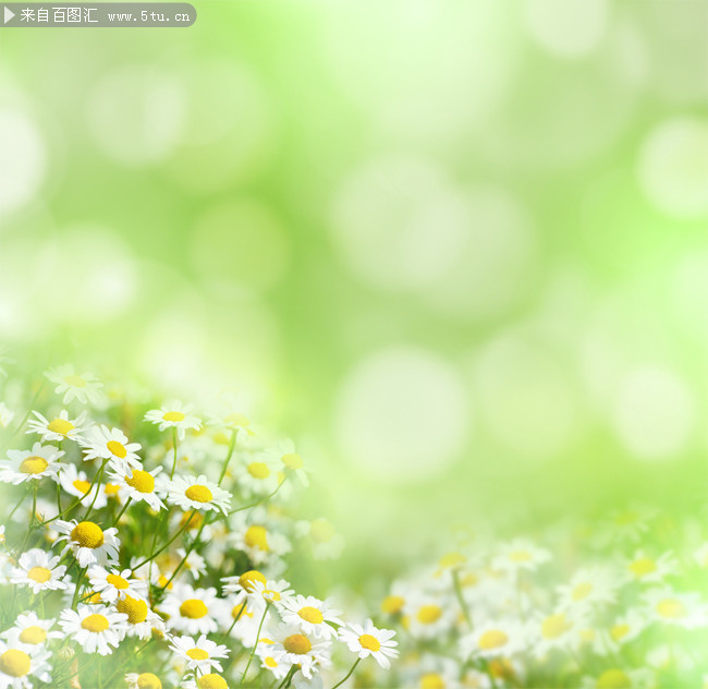 绿色背景白色雏菊高清图片