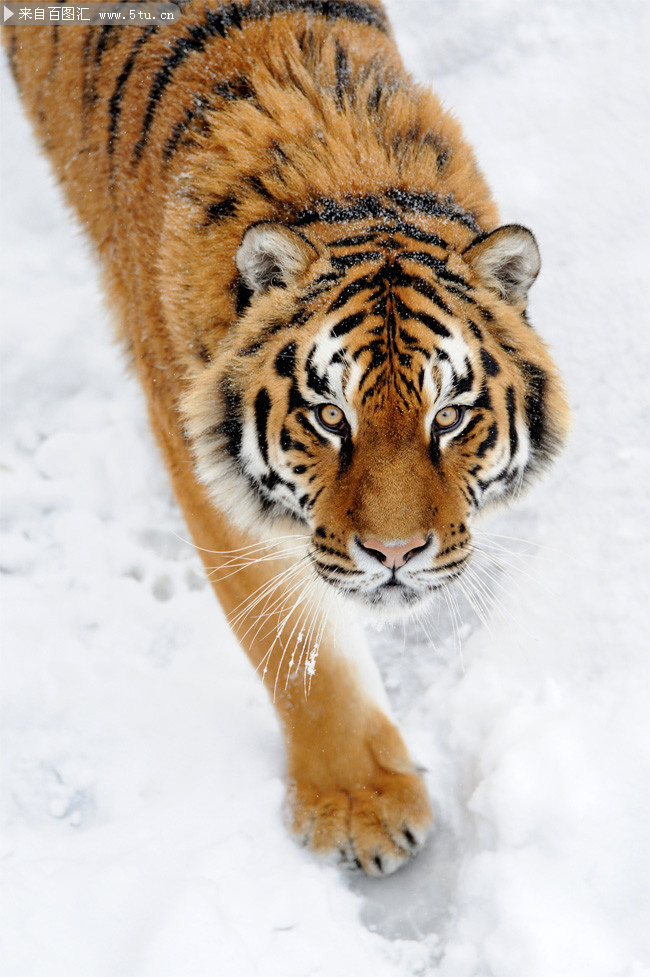 雪地里的老虎高清图片