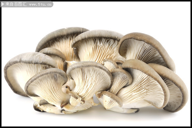 新鲜菌菇蘑菇高清图片素材