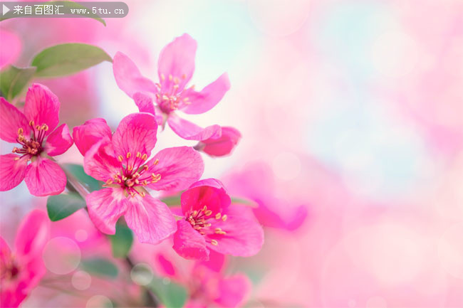 粉色花朵唯美背景图片素材