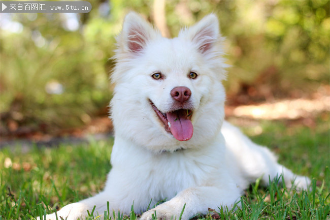 白色可爱小狗图片素材
