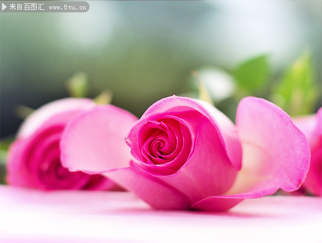 粉红色玫瑰花高清图片素材