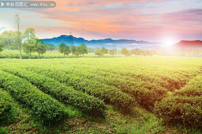 茶园风景高清图片素材