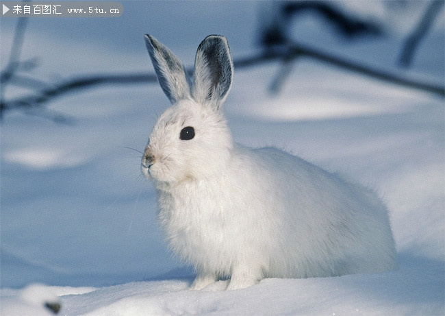 可爱白色兔子摄影图片素材