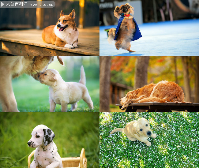 可爱小狗动物壁纸图片