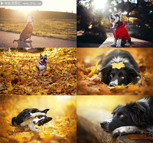 秋天风景和宠物小狗图片素材