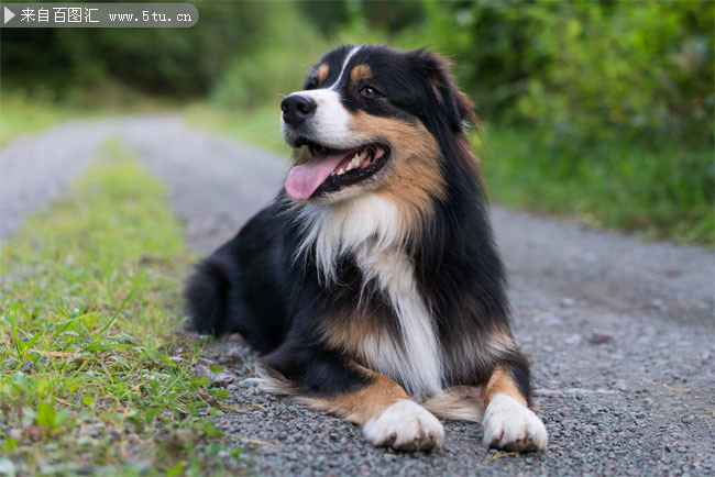 纯种澳大利亚牧羊犬宠物狗图片