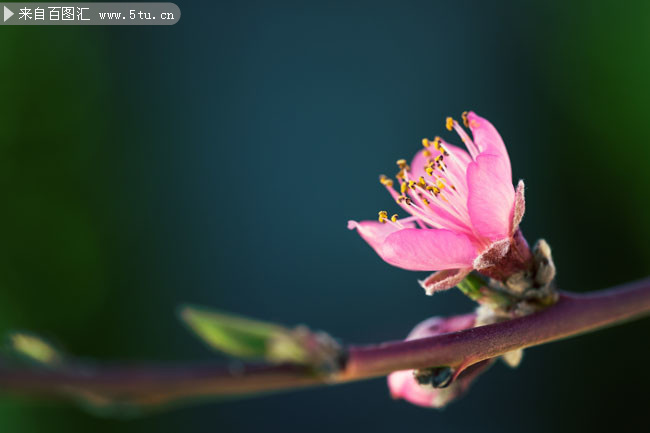 粉色桃花特写摄影图片素材