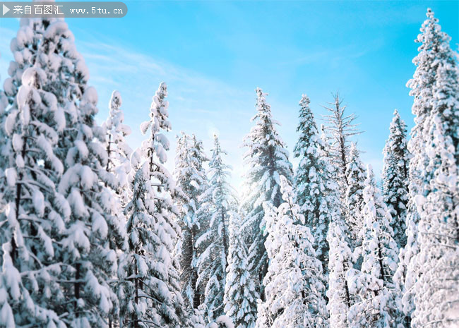 雪松冬天风景图片