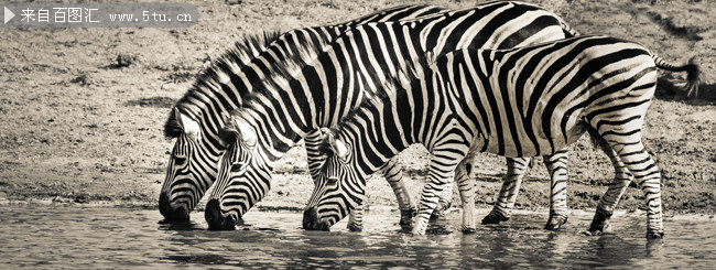 野生动物斑马高清图片