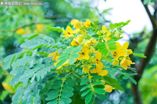 黄色决明子花摄影图片