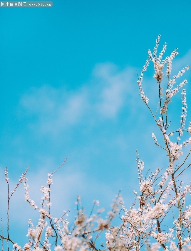 春天樱花高清图片素材