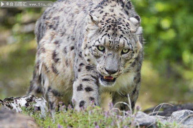 白色豹子野生动物图片素材