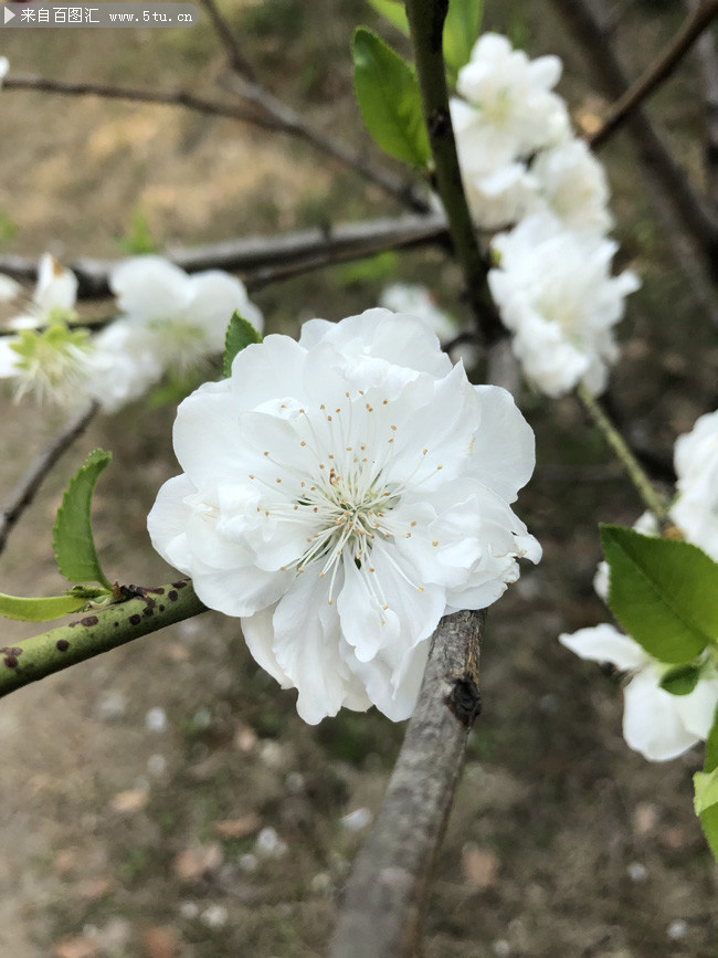 白色桃花春天花朵图片