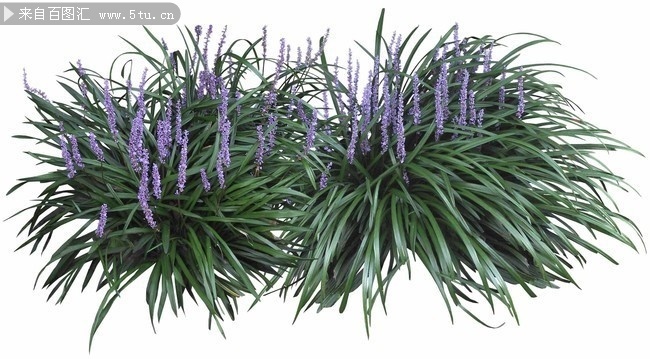 紫色花朵绿化植物景观设计图片